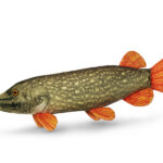 Delphin PIKY Plüss Csuka