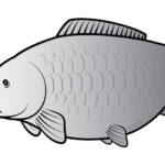 Öntapadó ponty SILVER